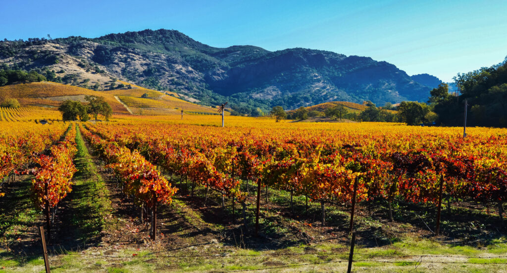 Harvest in the Wine Country